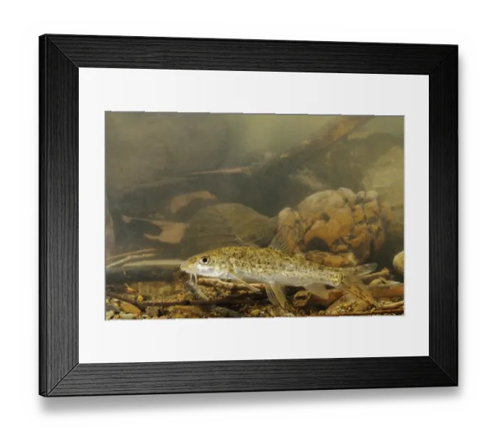 Framed Print : Horse Barbel (Barbus tyberinus) adult, swimming, Italy, august