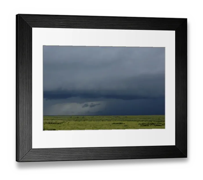 Framed Print : Common Zebra (Equus quagga boehmi) herd, standing in grassland habitat during thunderstorm, Serengeti N. P. Tanzania Framed Print : Common Zebra (Equus quagga boehmi) herd, standing in grassland habitat during thunderstorm, Serengeti N. P. Tanzania