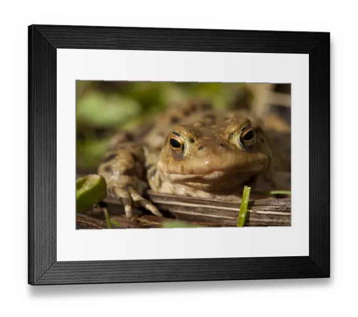 Framed Print : Common Toad (Bufo bufo) adult, close-up of head, beside farm pond, Chipping, Lancashire, England, march Framed Print : Common Toad (Bufo bufo) adult, close-up of head, beside farm pond, Chipping, Lancashire, England, march