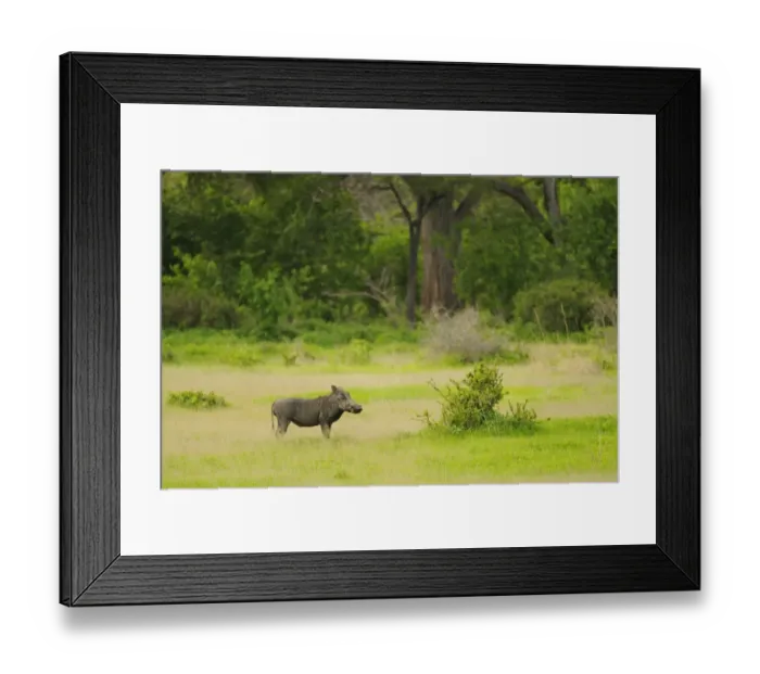 Framed Print : Common Warthog (Phacochoerus africanus) adult male, feeding in habitat, Ruaha N. P. Tanzania