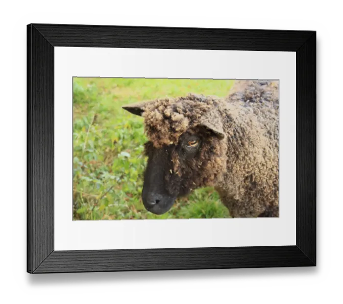 Framed Print : Domestic Sheep, Black Wensleydale, ewe, recently shorn, close-up of head, Bacton, Suffolk, England, october Framed Print : Domestic Sheep, Black Wensleydale, ewe, recently shorn, close-up of head, Bacton, Suffolk, England, october