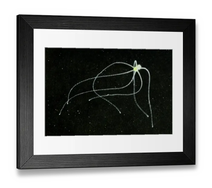 Framed Print : Hydra (Hydra viridis) with tentacles extended, Italy, june Framed Print : Hydra (Hydra viridis) with tentacles extended, Italy, june