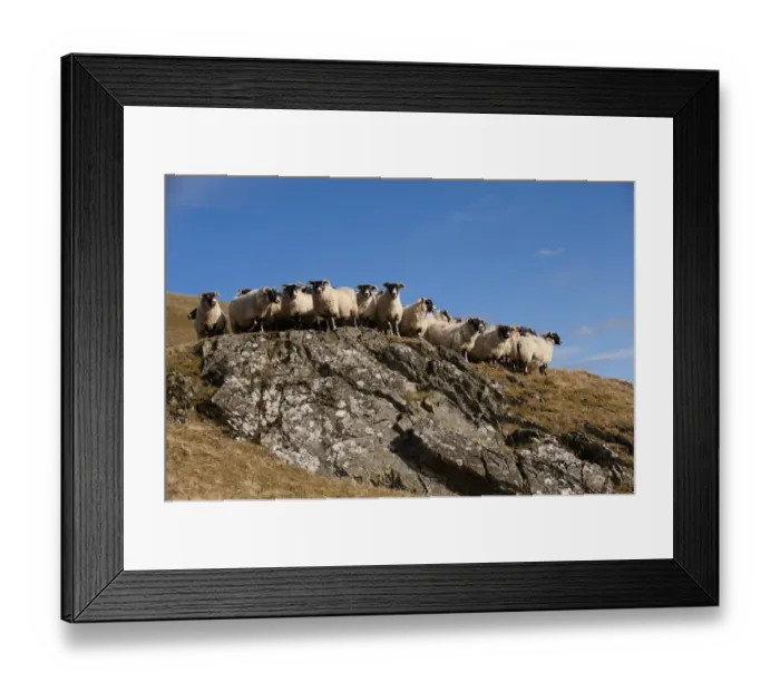 Framed Print : Domestic Sheep, Scottish Blackface ewes, flock standing on hill prior to lambing, England, march