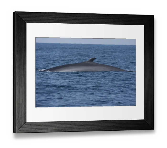 Framed Print : Fin Whale (Balaenoptera physalus) adult, surfacing, Irish Sea, august Framed Print : Fin Whale (Balaenoptera physalus) adult, surfacing, Irish Sea, august