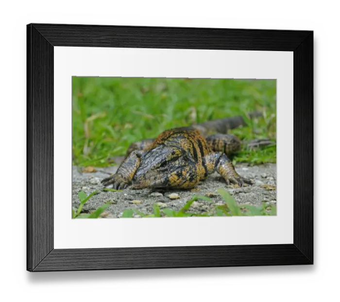 Framed Print : Common Tegu (Tupinambis teguixin) adult, resting, Trinidad, Trinidad and Tobago