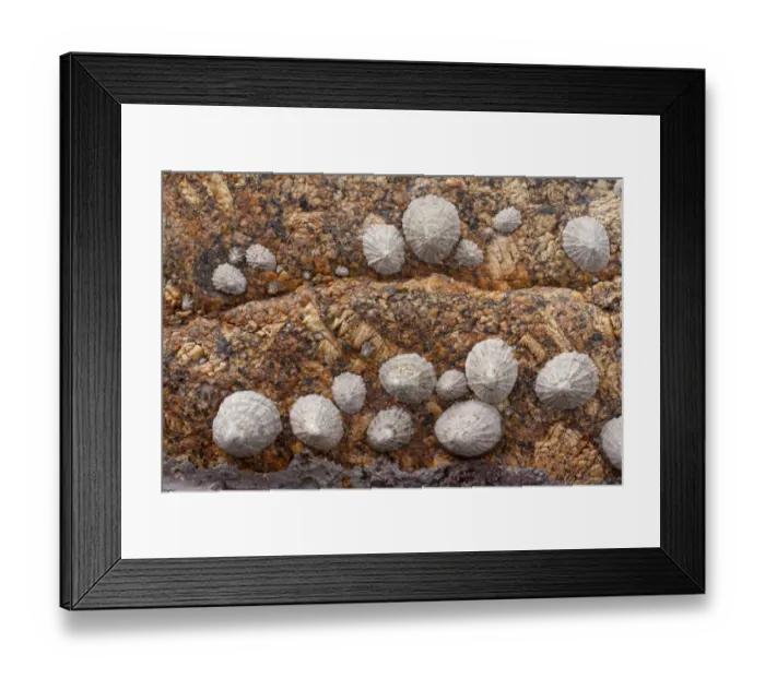 Framed Print : Common Limpet (Patella vulgata) adults and juveniles, group attached to granite rock, Sennen Cove, Land's End, Cornwall, England, march Framed Print : Common Limpet (Patella vulgata) adults and juveniles, group attached to granite rock, Sennen Cove, Land's End, Cornwall, England, march