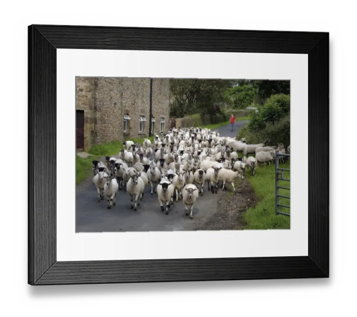 Framed Print : Domestic Sheep, ewes and lambs, flock being moved down public road, Bleasdale, Preston, Lancashire, England Framed Print : Domestic Sheep, ewes and lambs, flock being moved down public road, Bleasdale, Preston, Lancashire, England