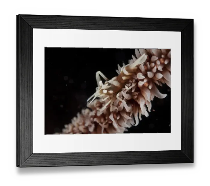 Framed Print : Commensal Shrimp (Pontonides unciger) adult, resting on whip coral in reef, Seraya Beach Resort, Bali, Lesser Sunda Islands, Indonesia Framed Print : Commensal Shrimp (Pontonides unciger) adult, resting on whip coral in reef, Seraya Beach Resort, Bali, Lesser Sunda Islands, Indonesia