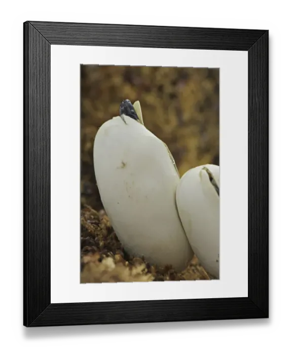 Framed Print : Pueblan Milk Snake (Lampropeltis triangulum campbelli) young, hatching from egg, Mexico Framed Print : Pueblan Milk Snake (Lampropeltis triangulum campbelli) young, hatching from egg, Mexico