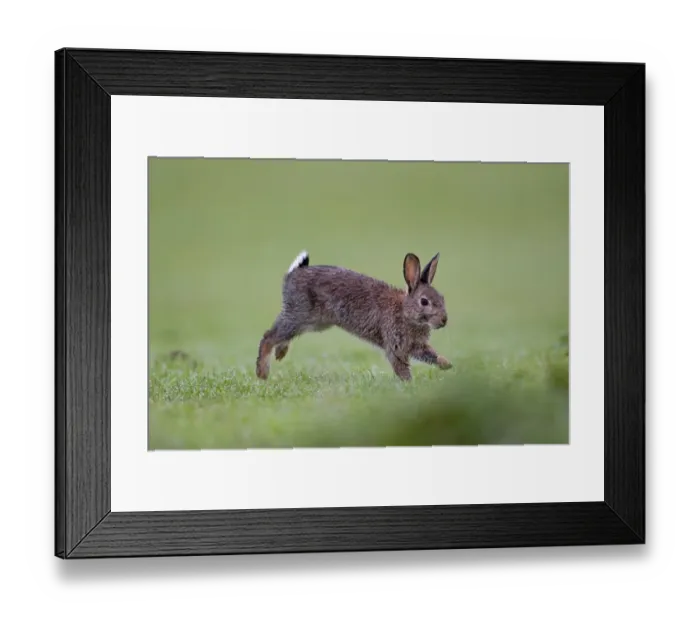 Framed Print : European Rabbit (Oryctolagus cuniculus) adult, with wet fur, running, Minsmere RSPB Reserve, Suffolk, England, october