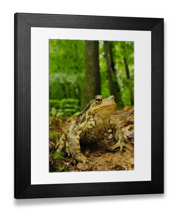 Framed Print : Common Toad (Bufo bufo) adult, sitting on mud in woodland habitat, Italy, june Framed Print : Common Toad (Bufo bufo) adult, sitting on mud in woodland habitat, Italy, june