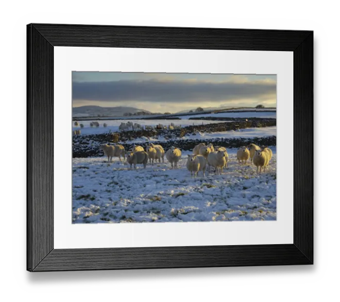 Framed Print : Domestic Sheep, flock, standing on snow covered pasture with drystone walls in late afternoon sunlight, Orton, Cumbria, England, november Framed Print : Domestic Sheep, flock, standing on snow covered pasture with drystone walls in late afternoon sunlight, Orton, Cumbria, England, november