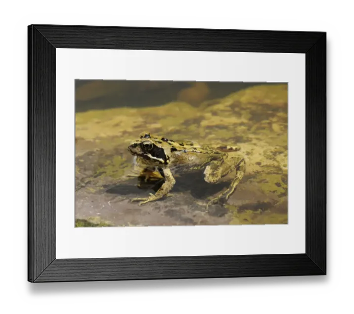 Framed Print : Common Frog (Rana temporaria) adult, resting in shallow water, Oxfordshire, England, august Framed Print : Common Frog (Rana temporaria) adult, resting in shallow water, Oxfordshire, England, august