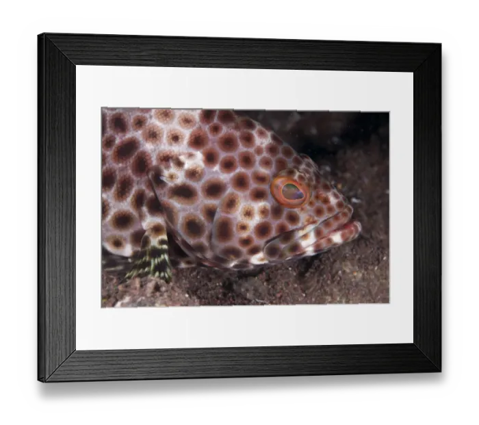 Framed Print : Honeycomb Grouper (Epinephelus merra) adult, close-up of head, Seraya Beach Resort, Bali, Lesser Sunda Islands, Indonesia Framed Print : Honeycomb Grouper (Epinephelus merra) adult, close-up of head, Seraya Beach Resort, Bali, Lesser Sunda Islands, Indonesia