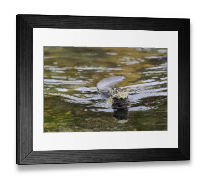 Framed Print : Marine Iguana (Amblyrhnichus cristatus) adult, swimming, Galapagos Islands