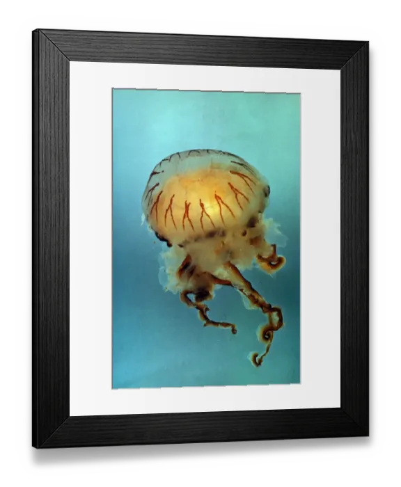Framed Print : Jellyfish - Compass (Chrysaora hysocella) close-up Framed Print : Jellyfish - Compass (Chrysaora hysocella) close-up