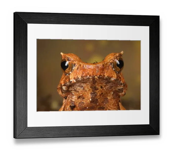 Framed Print : Horned Toad (Xenophrys sp. ) adult, close-up of head, Malaysia Framed Print : Horned Toad (Xenophrys sp. ) adult, close-up of head, Malaysia