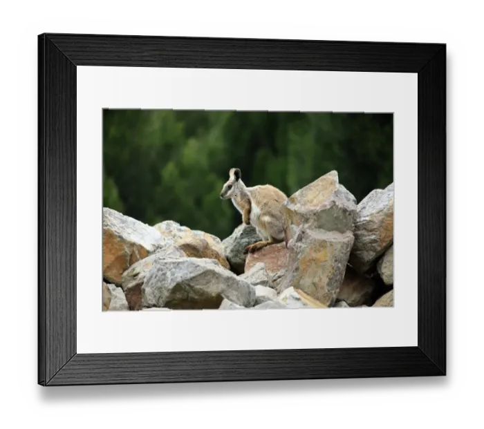 Framed Print : Yellow-footed Rock Wallaby (Petrogale xanthopus) adult, standing amongst rocks, South Australia, Australia Framed Print : Yellow-footed Rock Wallaby (Petrogale xanthopus) adult, standing amongst rocks, South Australia, Australia