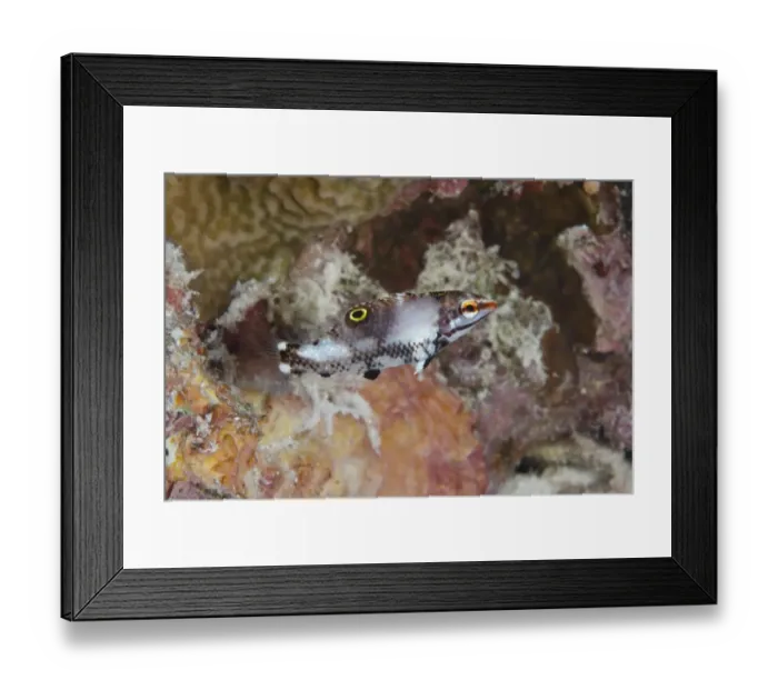 Framed Print : Checkerboard Wrasse (Halichoeres hortulanus) juvenile, swimming in reef, Pulau Nailaka, Banda, near Ambon Island, Maluku Islands, Banda Sea, Indonesia Framed Print : Checkerboard Wrasse (Halichoeres hortulanus) juvenile, swimming in reef, Pulau Nailaka, Banda, near Ambon Island, Maluku Islands, Banda Sea, Indonesia