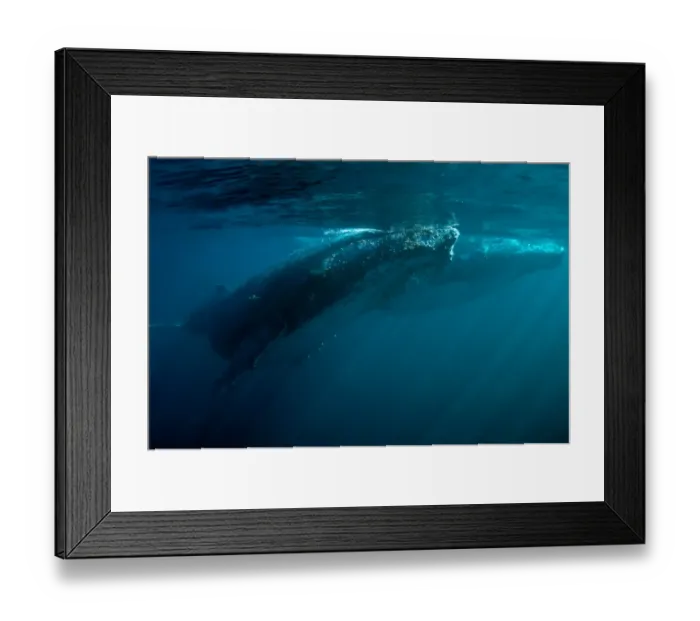 Framed Print : Humpback Whale (Megaptera novaeangliae) two adults, swimming underwater near surface, offshore Port St. Johns, Wild Coast, Eastern Cape (Transkei), South Africa Framed Print : Humpback Whale (Megaptera novaeangliae) two adults, swimming underwater near surface, offshore Port St. Johns, Wild Coast, Eastern Cape (Transkei), South Africa