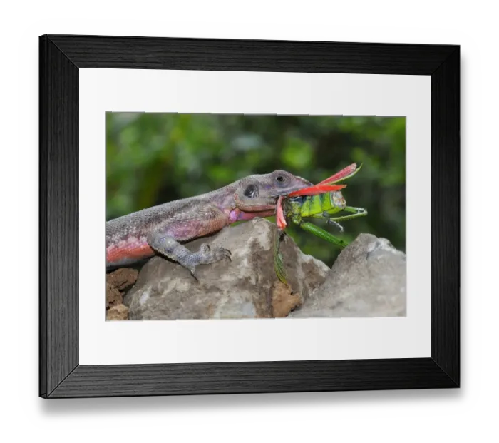Framed Print : Rock Agama (Agama agama) adult male, feeding on grasshopper, Masai Mara, Kenya Framed Print : Rock Agama (Agama agama) adult male, feeding on grasshopper, Masai Mara, Kenya