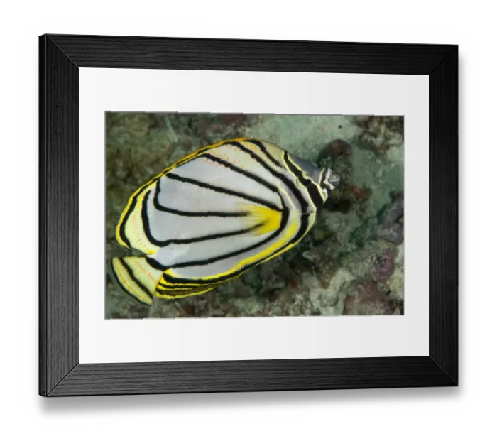 Framed Print : Meyer's Butterflyfish (Chaetodon meyeri) adult, swimming over reef, Sipadan Island, Sabah, Borneo, Malaysia Framed Print : Meyer's Butterflyfish (Chaetodon meyeri) adult, swimming over reef, Sipadan Island, Sabah, Borneo, Malaysia