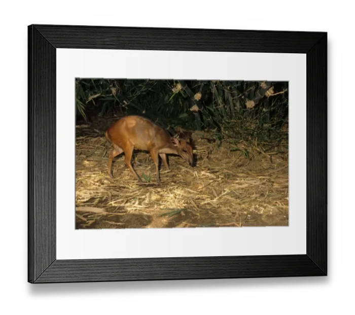 Framed Print : Ogilby's Duiker (Cephalophus ogilbyi) adult, standing in forest, Liberia Framed Print : Ogilby's Duiker (Cephalophus ogilbyi) adult, standing in forest, Liberia