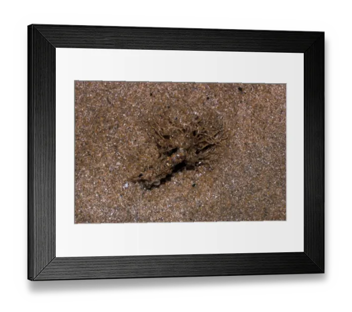 Framed Print : Sand Mason Worm (Lanice conchilega) Frilled top of a tube protroding from sand  /  Padstow