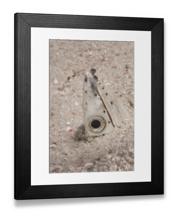 Framed Print : Black-finned Snake Eel (Ophichthus melanochir) adult, close-up of head, buried in sand, Mabul Island, Sabah, Borneo, Malaysia