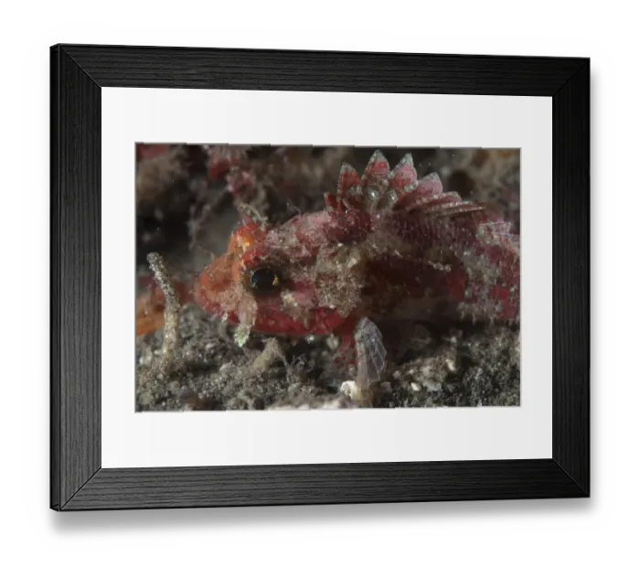 Framed Print : Mozambique Scorpionfish (Parascorpaena mossambica) adult, close-up of head, Lembeh Island, Sulawesi, Indonesia Framed Print : Mozambique Scorpionfish (Parascorpaena mossambica) adult, close-up of head, Lembeh Island, Sulawesi, Indonesia