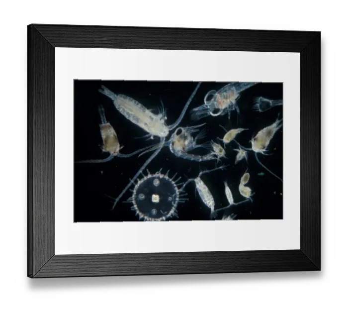 Framed Print : Plankton-Zooplankton (Autumn) Cofepods (Calanus, Centro- pages, Acartia, Temora etc. ) Framed Print : Plankton-Zooplankton (Autumn) Cofepods (Calanus, Centro- pages, Acartia, Temora etc. )
