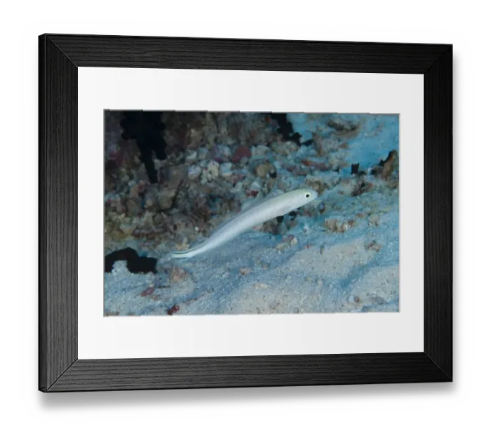 Framed Print : Flagtail Blanquillo (Malacanthus brevistoris) adult, swimming in reef, Ameth Point, Nusa Laut, near Ambon Island, Maluku Islands, Banda Sea, Indonesia Framed Print : Flagtail Blanquillo (Malacanthus brevistoris) adult, swimming in reef, Ameth Point, Nusa Laut, near Ambon Island, Maluku Islands, Banda Sea, Indonesia