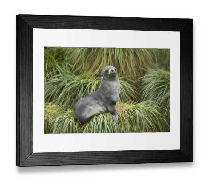 Framed Print : Antarctic Fur Seal (Arctocephalus gazella) pup, sitting on tussac grass, Fortuna Bay, South Georgia Framed Print : Antarctic Fur Seal (Arctocephalus gazella) pup, sitting on tussac grass, Fortuna Bay, South Georgia