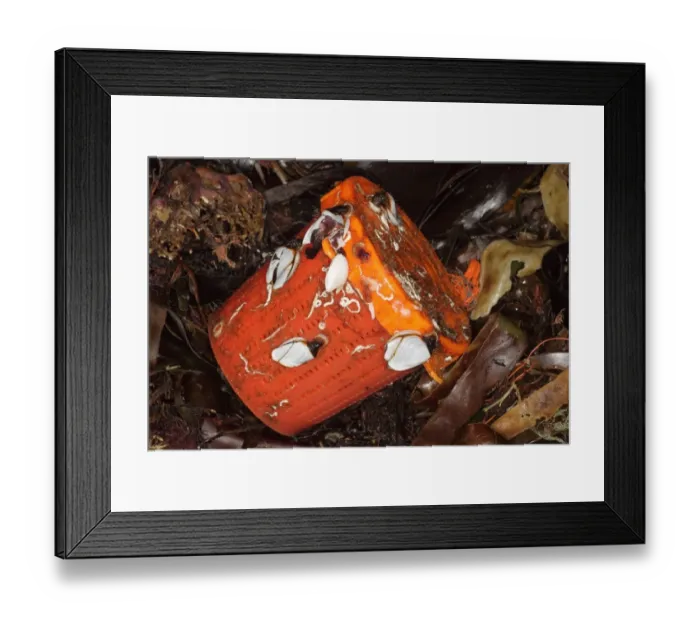 Framed Print : Common Goose Barnacle (Lepas anatifera) adults, attached to plastic bait pot on strandline, Kimmeridge Bay, Isle of Purbeck, Dorset, England, december