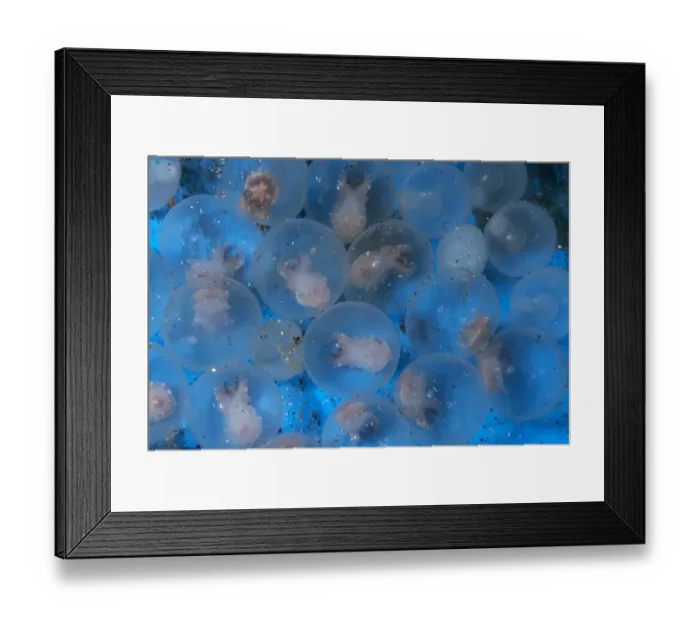 Framed Print : Pfeffer's Flamboyant Cuttlefish (Metasepia pfefferi) close-up of eggs with developing young, Lembeh Island, Sulawesi, Indonesia Framed Print : Pfeffer's Flamboyant Cuttlefish (Metasepia pfefferi) close-up of eggs with developing young, Lembeh Island, Sulawesi, Indonesia