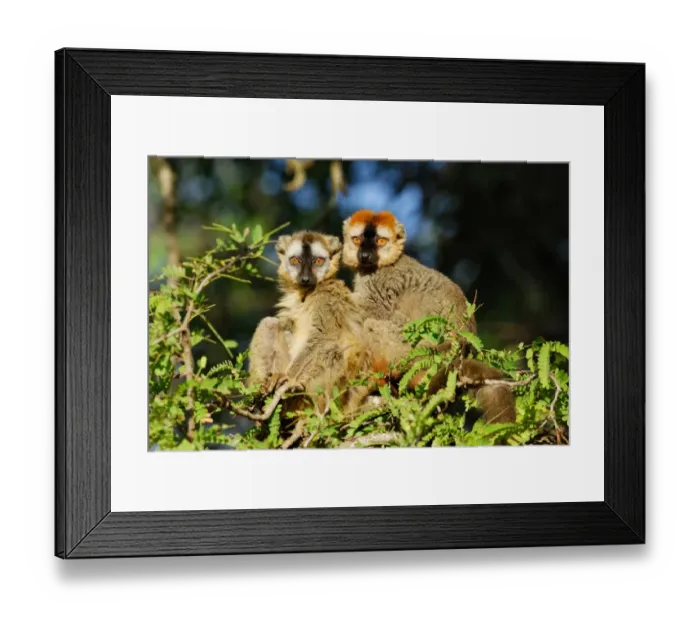 Framed Print : Red-fronted Brown Lemur (Eulemur rufus) adult male and female, sitting on branches in tamarind gallery forest, Berenty Nature Reserve, Southern Madagascar, august Framed Print : Red-fronted Brown Lemur (Eulemur rufus) adult male and female, sitting on branches in tamarind gallery forest, Berenty Nature Reserve, Southern Madagascar, august