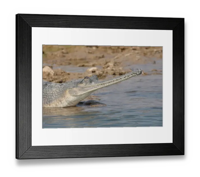Framed Print : Gharial (Gavialis gangeticus) adult female, close-up of head, in shallow water at edge of river, Chambal River, Uttar Pradesh, India, january