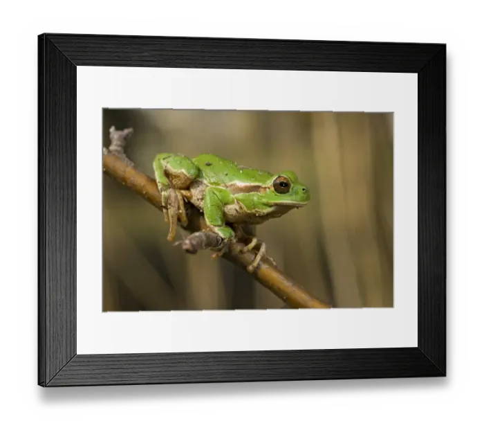 Framed Print : Italian Treefrog (Hyla intermedia) adult, clinging to twig, Riserva Naturale della Foce dell'Isonzo, Friuli-Venezia Giulia, Italy, march Framed Print : Italian Treefrog (Hyla intermedia) adult, clinging to twig, Riserva Naturale della Foce dell'Isonzo, Friuli-Venezia Giulia, Italy, march