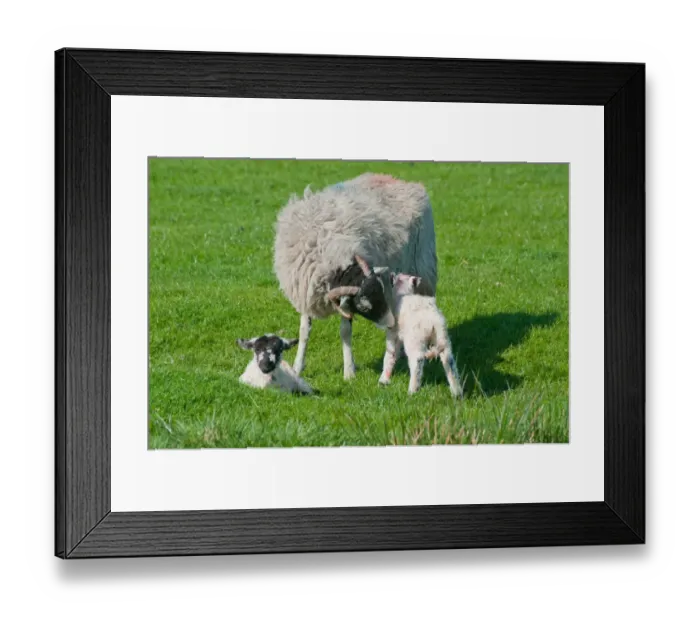 Framed Print : Domestic Sheep, Swaledale ewe with newborn Mule lambs, in pasture, Chipping, Lancashire, England, april Framed Print : Domestic Sheep, Swaledale ewe with newborn Mule lambs, in pasture, Chipping, Lancashire, England, april