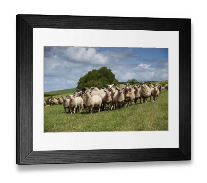 Framed Print : Domestic Sheep, mule ewes with Charollais sired lambs, flock standing in pasture, Devon, England, may Framed Print : Domestic Sheep, mule ewes with Charollais sired lambs, flock standing in pasture, Devon, England, may