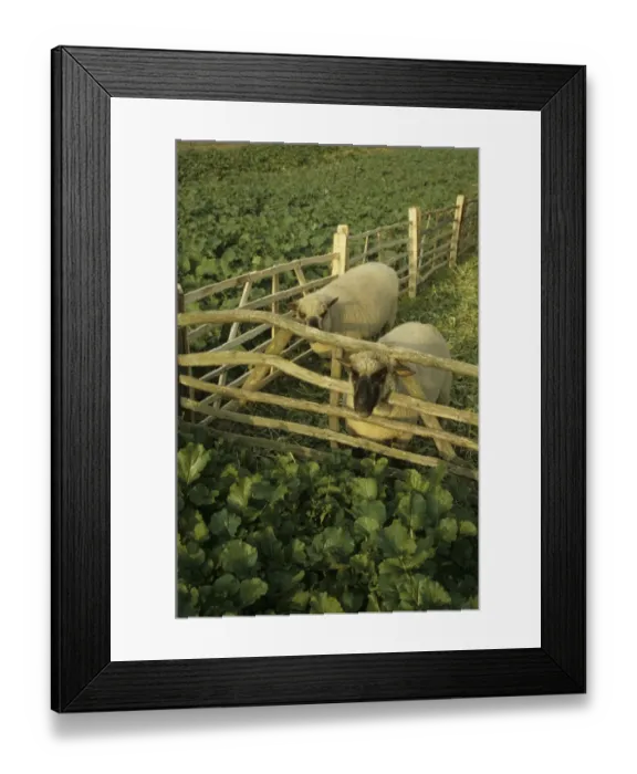 Framed Print : Domestic Sheep, Shropshire, two adults, folded on roots, Shropshire, England, october Framed Print : Domestic Sheep, Shropshire, two adults, folded on roots, Shropshire, England, october