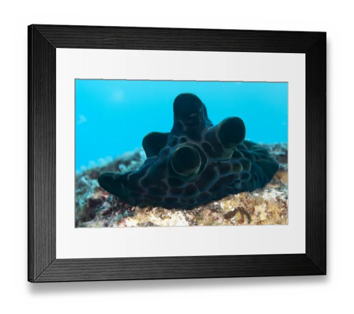 Framed Print : Black Velutinid (Coriocella nigra) adult, on reef, Komba Island, Lesser Sunda Islands, Indonesia Framed Print : Black Velutinid (Coriocella nigra) adult, on reef, Komba Island, Lesser Sunda Islands, Indonesia