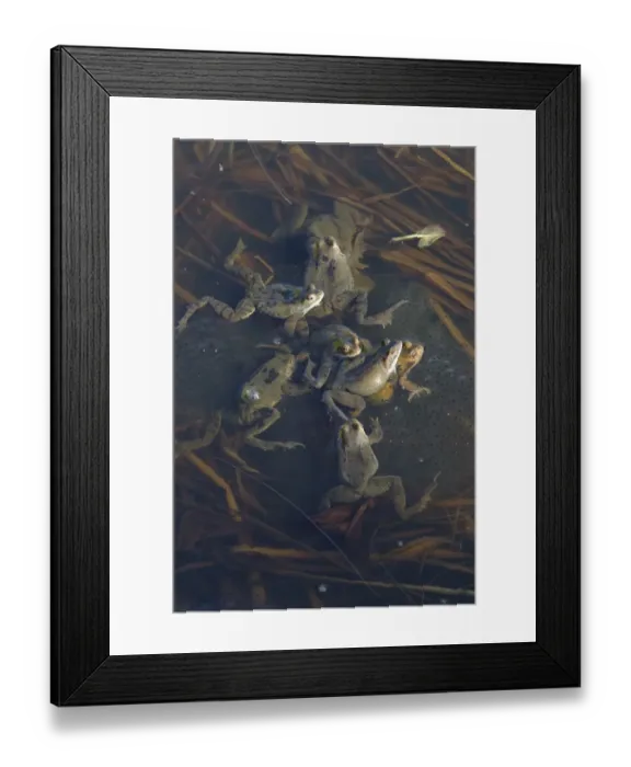Framed Print : Common Frog (Rana temporaria) adults, group spawning in pond, Essex, England, february Framed Print : Common Frog (Rana temporaria) adults, group spawning in pond, Essex, England, february