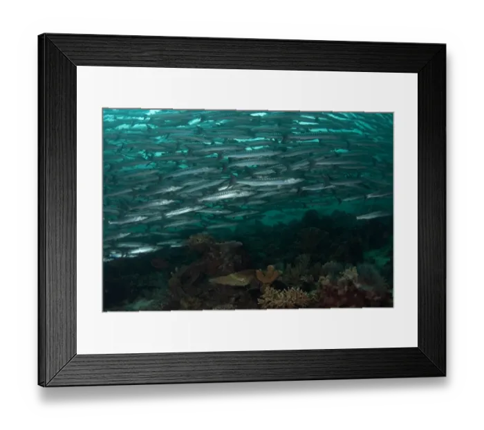 Framed Print : Blackfin Barracuda (Sphyraena qenie) shoal, swimming over coral reef, Barracuda Point, Sipadan Island, Sabah, Borneo, Malaysia Framed Print : Blackfin Barracuda (Sphyraena qenie) shoal, swimming over coral reef, Barracuda Point, Sipadan Island, Sabah, Borneo, Malaysia