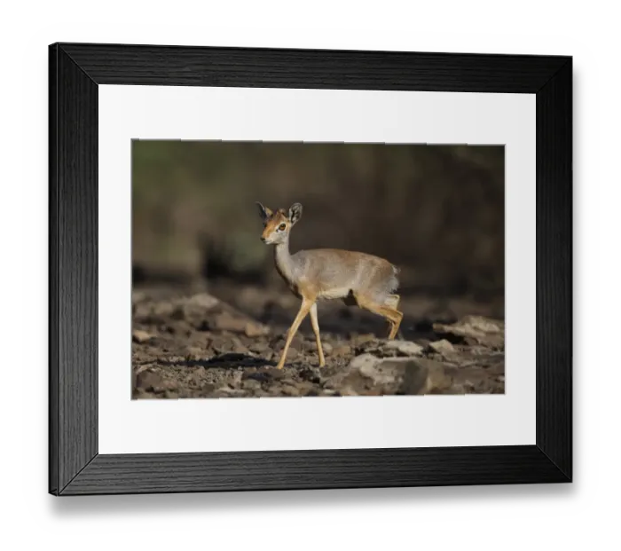 Framed Print : Salt's Dik-dik (Madoqua saltiana) adult female, walking on stony ground, Awash Region, Ethiopia Framed Print : Salt's Dik-dik (Madoqua saltiana) adult female, walking on stony ground, Awash Region, Ethiopia