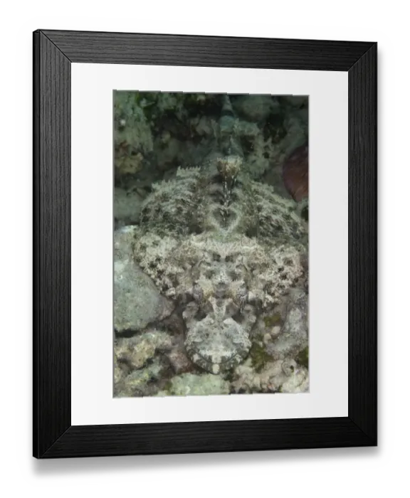 Framed Print : Beaufort's Crocodilefish (Cymbacephalus beauforti) adult, resting on reef, Kapalai Island, Sabah, Borneo, Malaysia Framed Print : Beaufort's Crocodilefish (Cymbacephalus beauforti) adult, resting on reef, Kapalai Island, Sabah, Borneo, Malaysia