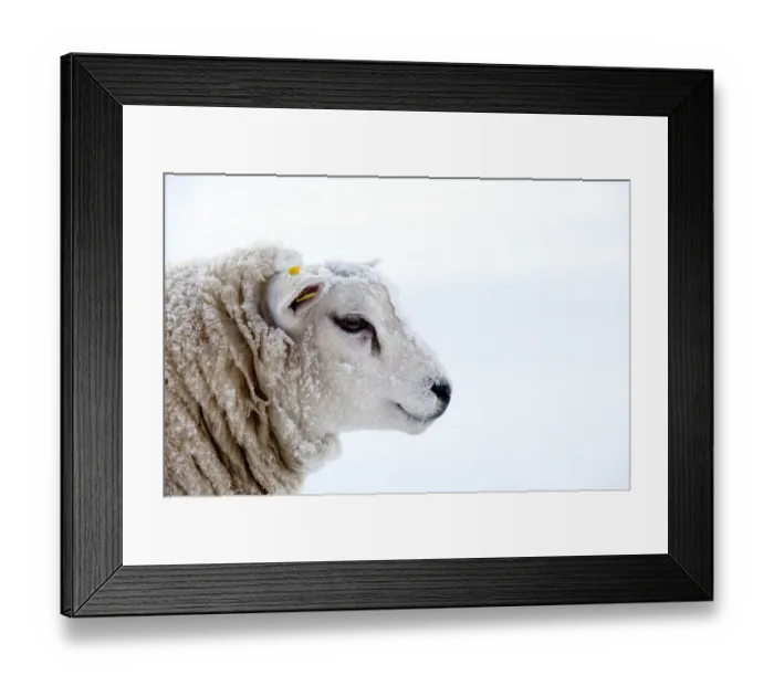 Framed Print : Domestic Sheep, Texel, adult, covered with snow, close-up of head, England, november Framed Print : Domestic Sheep, Texel, adult, covered with snow, close-up of head, England, november