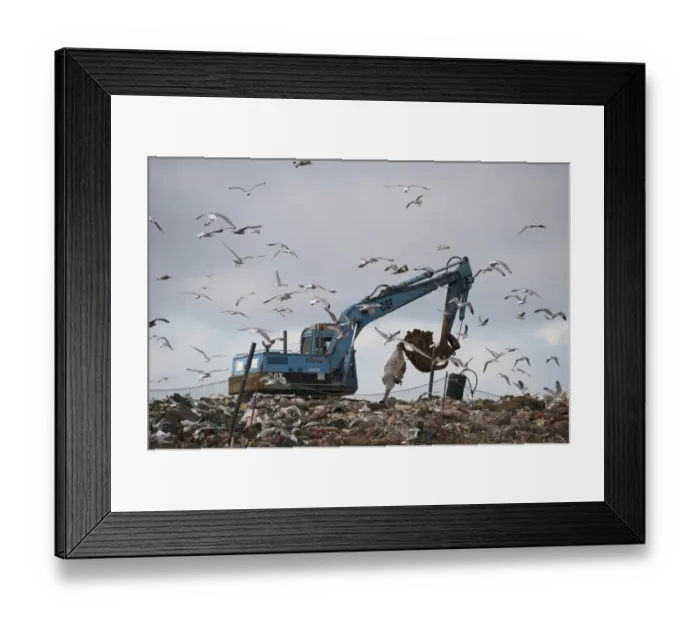 Framed Print : Black-headed Gull (Larus ridibundus) and Herring Gull (Larus argentatus) mixed flock, in flight, scavenging on rubbish tip with excavator, Edgefield, Norfolk, England, february
