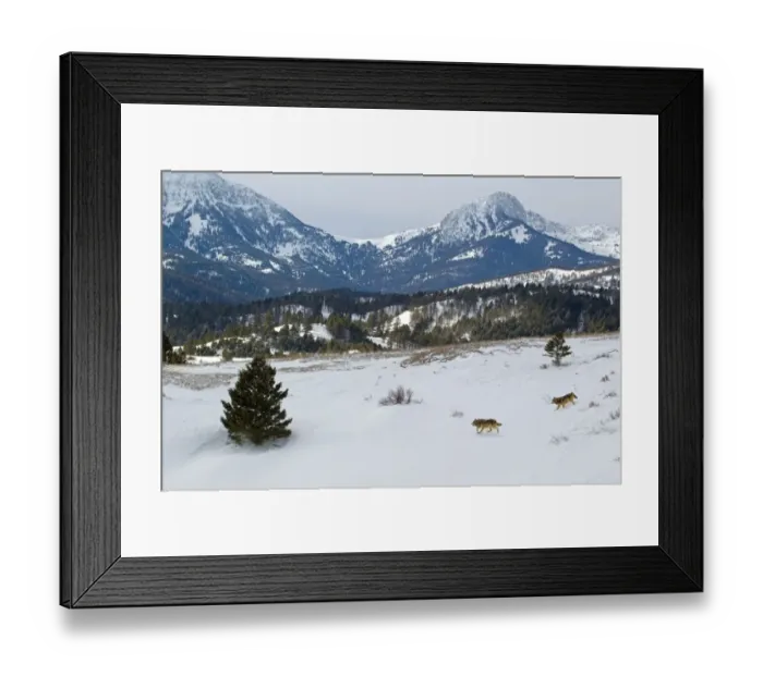 Framed Print : Grey Wolf (Canis lupus) two adults, walking in snow covered habitat, Montana, U. S. A, january (captive) Framed Print : Grey Wolf (Canis lupus) two adults, walking in snow covered habitat, Montana, U. S. A, january (captive)