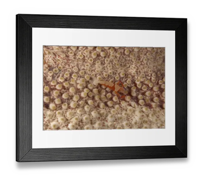 Framed Print : Imperial Shrimp (Periclimenes imperator) adult, on sea cucumber, Mabul Island, Sabah, Borneo, Malaysia Framed Print : Imperial Shrimp (Periclimenes imperator) adult, on sea cucumber, Mabul Island, Sabah, Borneo, Malaysia